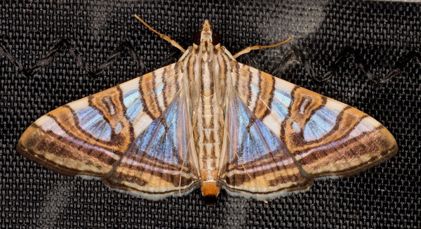 /filer/webapps/moths/media/images/S/stolalis_Glyphodes_A_Heyns_01.jpg
