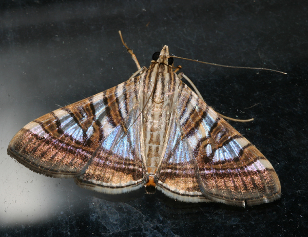 /filer/webapps/moths/media/images/S/stolalis_Glyphodes_A_Roland_12.jpg