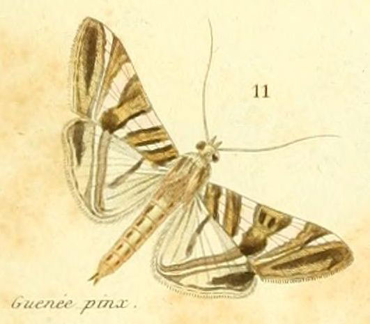 /filer/webapps/moths/media/images/S/stolalis_Glyphodes_HT_Guenée_3_11.jpg