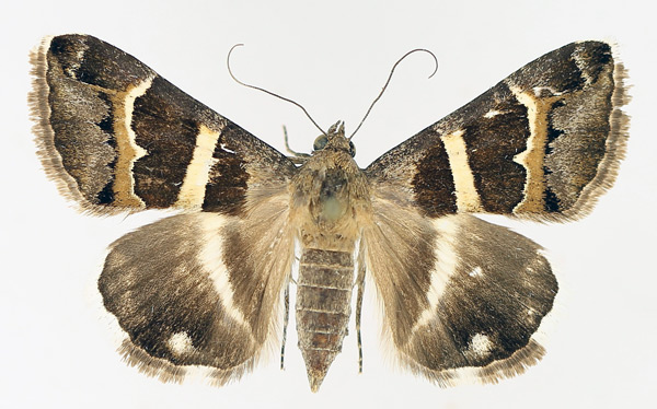 /filer/webapps/moths/media/images/S/stolida_Grammodes_AF_TMSA_01.jpg