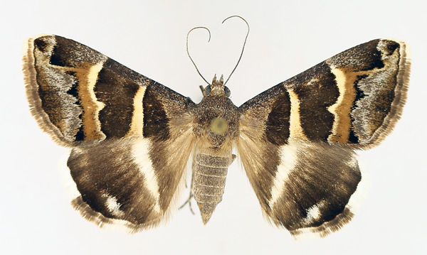 /filer/webapps/moths/media/images/S/stolida_Grammodes_AF_TMSA_02.jpg