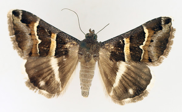 /filer/webapps/moths/media/images/S/stolida_Grammodes_AM_TMSA_01.jpg