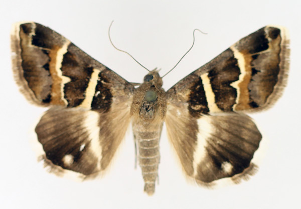 /filer/webapps/moths/media/images/S/stolida_Grammodes_AM_TMSA_02.jpg