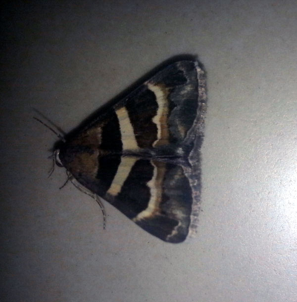 /filer/webapps/moths/media/images/S/stolida_Grammodes_A_Bakheet.jpg