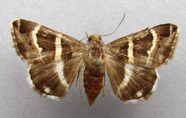 /filer/webapps/moths/media/images/S/stolida_Grammodes_A_Baron.jpg
