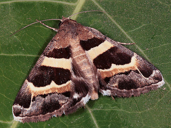 /filer/webapps/moths/media/images/S/stolida_Grammodes_A_Goff_01.jpg