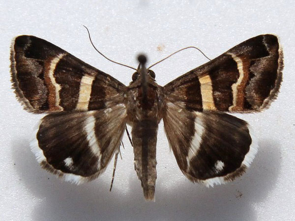 /filer/webapps/moths/media/images/S/stolida_Grammodes_A_Goff_02.jpg