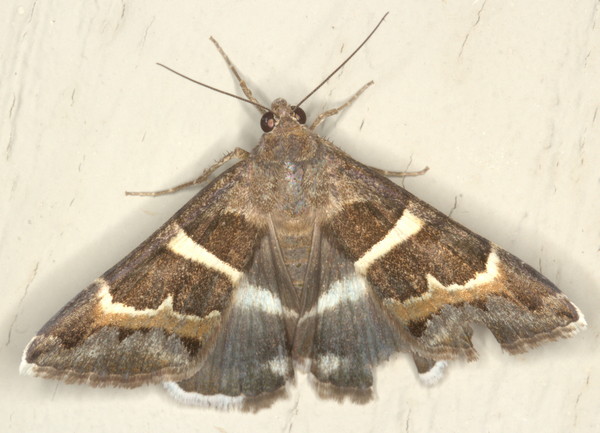 /filer/webapps/moths/media/images/S/stolida_Grammodes_A_Heyns_01.jpg