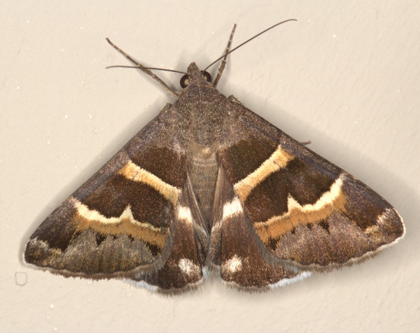 /filer/webapps/moths/media/images/S/stolida_Grammodes_A_Heyns_02.jpg
