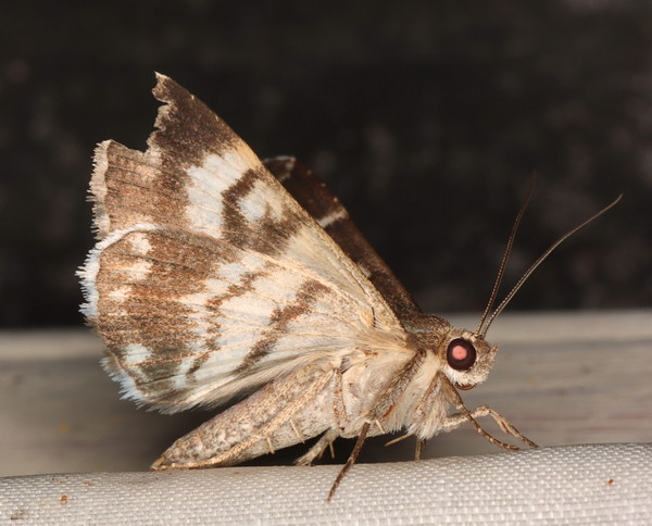 /filer/webapps/moths/media/images/S/stolida_Grammodes_A_Heyns_03.jpg