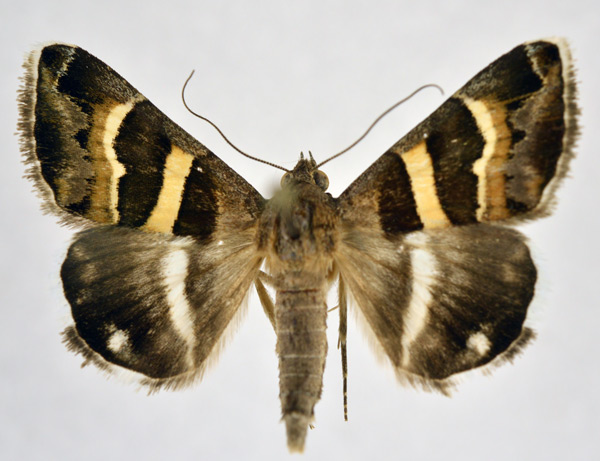 /filer/webapps/moths/media/images/S/stolida_Grammodes_A_NHMO.jpg