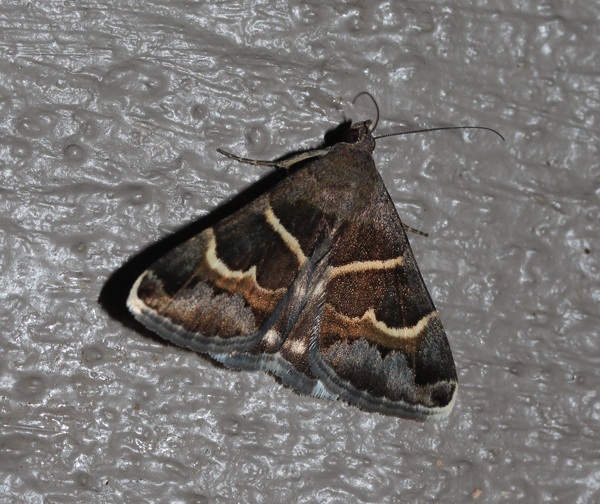 /filer/webapps/moths/media/images/S/stolida_Grammodes_A_Roland_01.jpg