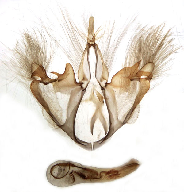 /filer/webapps/moths/media/images/S/stolida_Grammodes_GM_MSNM_Berio1261.jpg