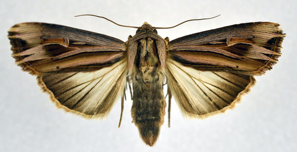 /filer/webapps/moths/media/images/S/stolifera_Lepidodelta_A_NHMO.jpg