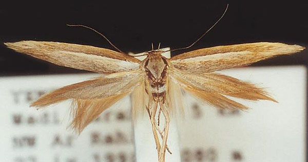 /filer/webapps/moths/media/images/S/strabella_Scythris_HT_ZMUC.jpg
