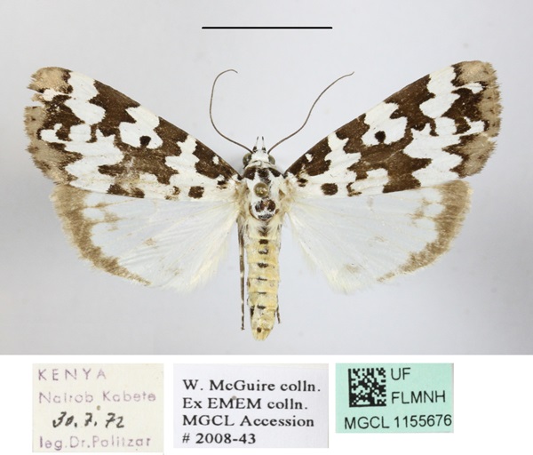 /filer/webapps/moths/media/images/S/strabonis_Sommeria_AF_MGCLa_02.jpg