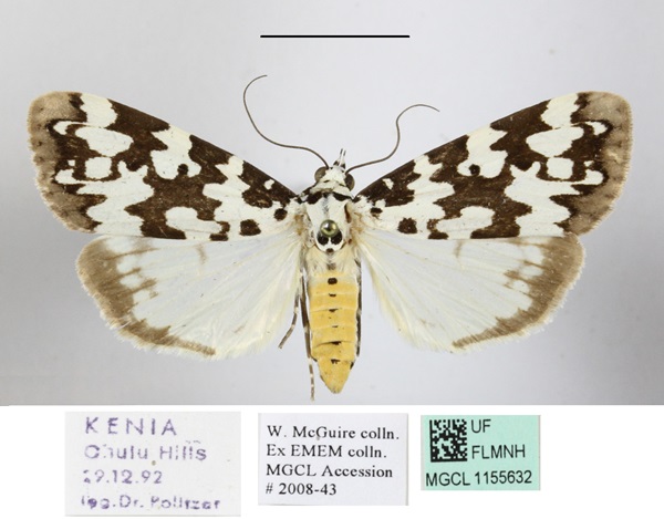 /filer/webapps/moths/media/images/S/strabonis_Sommeria_AF_MGCLa_05.jpg