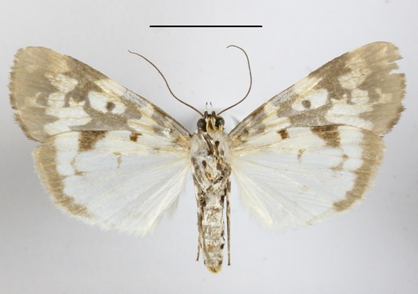 /filer/webapps/moths/media/images/S/strabonis_Sommeria_AF_MGCLb_02.jpg