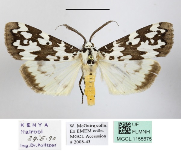 /filer/webapps/moths/media/images/S/strabonis_Sommeria_AM_MGCLa_01.jpg