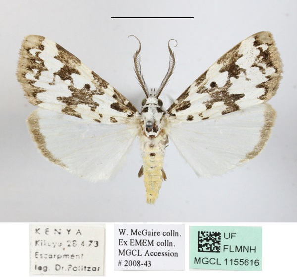 /filer/webapps/moths/media/images/S/strabonis_Sommeria_AM_MGCLa_03.jpg