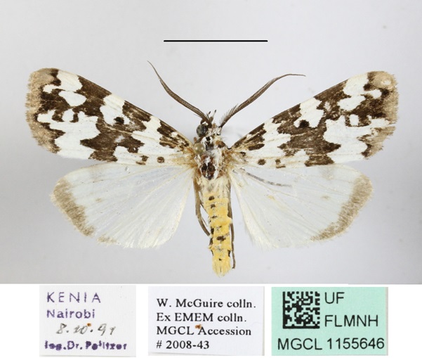 /filer/webapps/moths/media/images/S/strabonis_Sommeria_AM_MGCLa_04.jpg