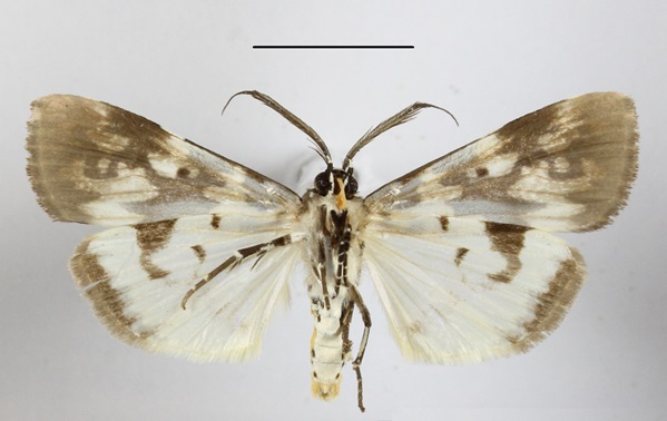 /filer/webapps/moths/media/images/S/strabonis_Sommeria_AM_MGCLb_01.jpg