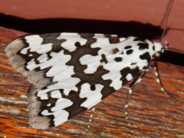 /filer/webapps/moths/media/images/S/strabonis_Sommeria_A_Grobler.jpg
