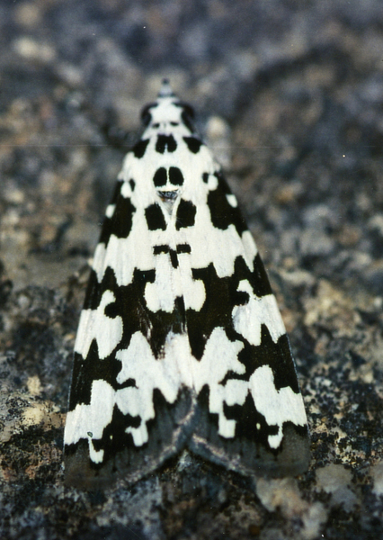 /filer/webapps/moths/media/images/S/strabonis_Sommeria_A_Roland_01.jpg