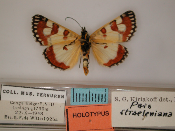 /filer/webapps/moths/media/images/S/straeleniana_Brephos_HT_RMCA_02.jpg