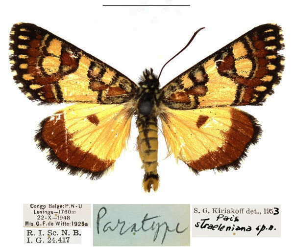 /filer/webapps/moths/media/images/S/straeleniana_Brephos_PTM_RBINS.jpg