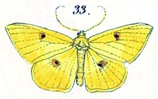 /filer/webapps/moths/media/images/S/straminea_Acidalia_HT_Felder_1875_128-33.jpg