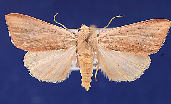 /filer/webapps/moths/media/images/S/straminea_Adisura_AF_Schellhorn.jpg