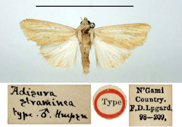/filer/webapps/moths/media/images/S/straminea_Adisura_HT_BMNH.jpg