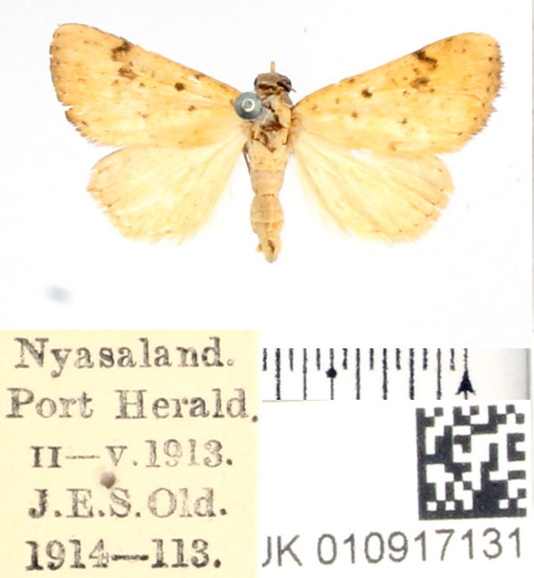 /filer/webapps/moths/media/images/S/straminea_Antarchaea_AM_BMNH.jpg