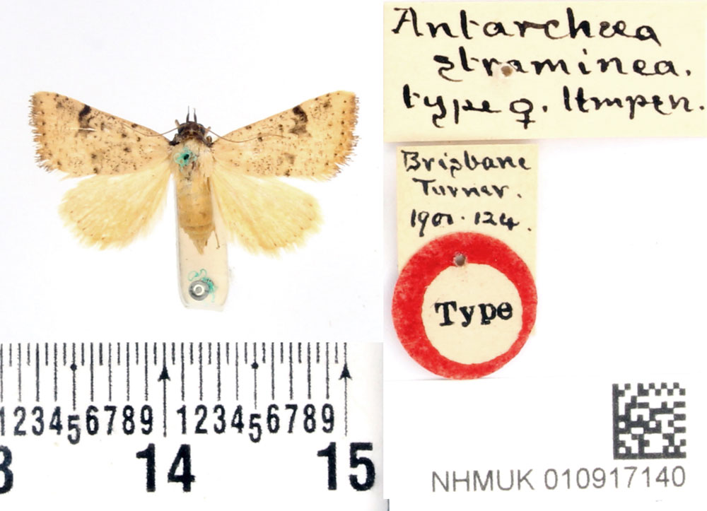 /filer/webapps/moths/media/images/S/straminea_Antarchaea_HT_BMNH.jpg