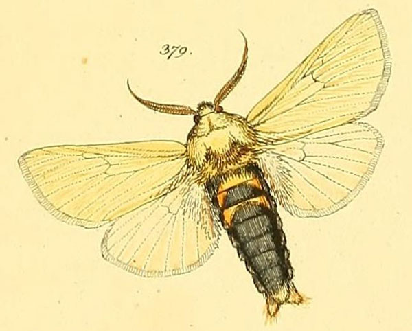 /filer/webapps/moths/media/images/S/straminea_Antheua_HT_HS_89_379.jpg