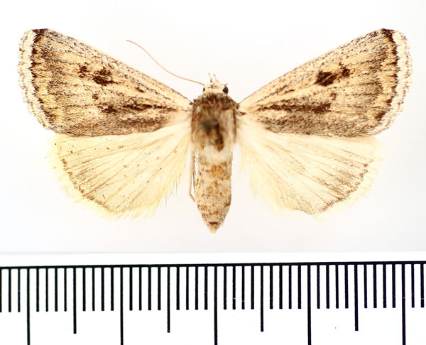 /filer/webapps/moths/media/images/S/straminea_Anumeta_AF_BMNH.jpg