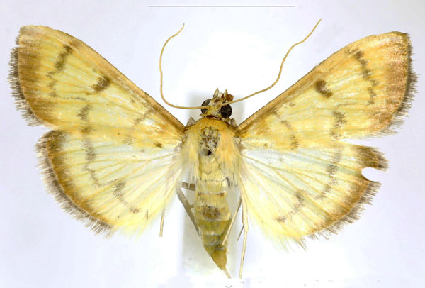 /filer/webapps/moths/media/images/S/straminea_Pleuroptya_AF_Maes.jpg