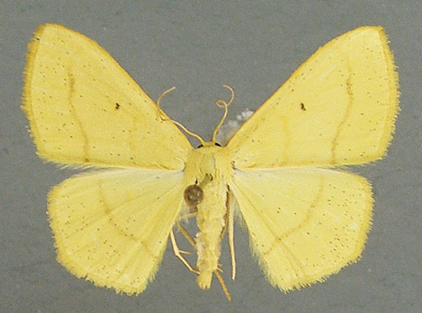 /filer/webapps/moths/media/images/S/straminea_Scopula_AM_TMSA_02.jpg