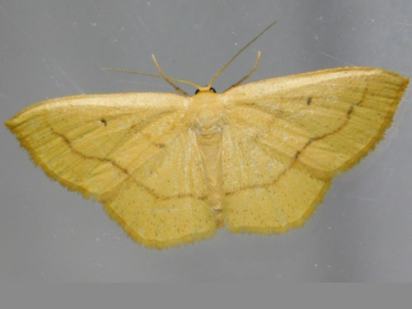 /filer/webapps/moths/media/images/S/straminea_Scopula_A_Grobler_01.jpg