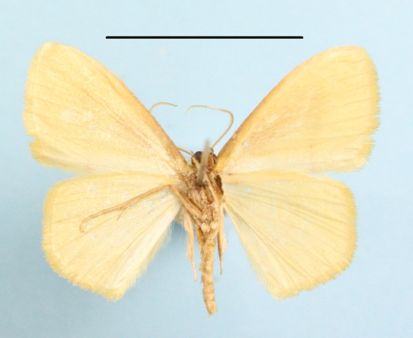 /filer/webapps/moths/media/images/S/straminea_Scopula_A_MGCLb_01.jpg