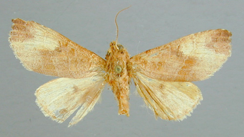 /filer/webapps/moths/media/images/S/straminea_Scranciola_HT_RMCA.jpg