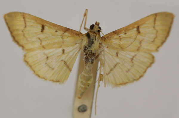 /filer/webapps/moths/media/images/S/straminea_Syllepte_HT_BMNH_ntzjbBM.jpg