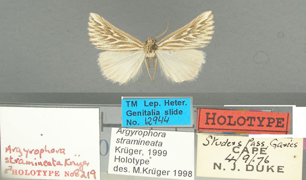 /filer/webapps/moths/media/images/S/stramineata_Argyrophora_HT_TMSA.jpg