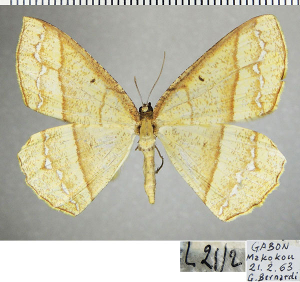 /filer/webapps/moths/media/images/S/stramineata_Melinoessa_AF_ZSM.jpg