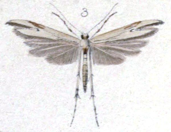 /filer/webapps/moths/media/images/S/stramineus_Lioptilus_HT_Walsingham_3-3.jpg
