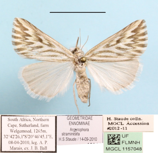 /filer/webapps/moths/media/images/S/straminiata_Argyrophora_A_MGCLa_01.JPG