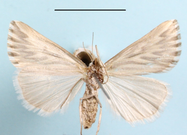 /filer/webapps/moths/media/images/S/straminiata_Argyrophora_A_MGCLb_01.JPG