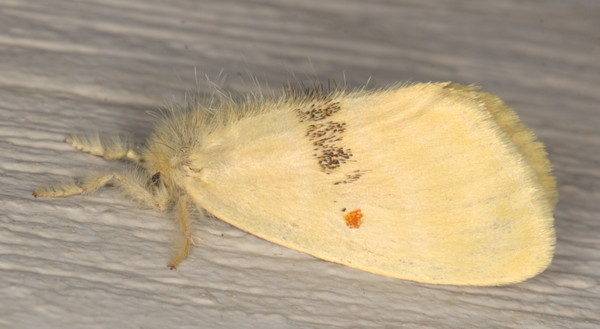 /filer/webapps/moths/media/images/S/straminicolor_Euproctis_A_Heyns_01.jpg