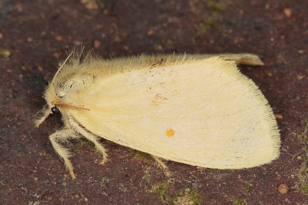 /filer/webapps/moths/media/images/S/straminicolor_Euproctis_A_Heyns_02.JPG
